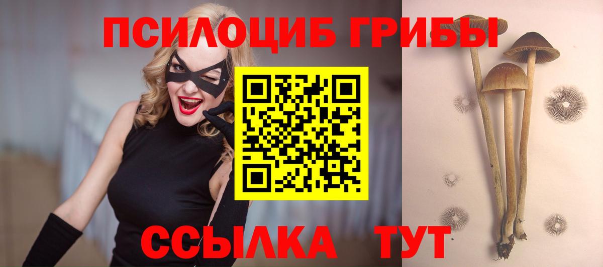 Галлюциногенные грибы Psilocybine cubensis Новоалександровск